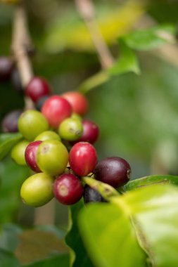 Ağaçta olgunlaşma Arabica kahve çilek görünümü Kapat