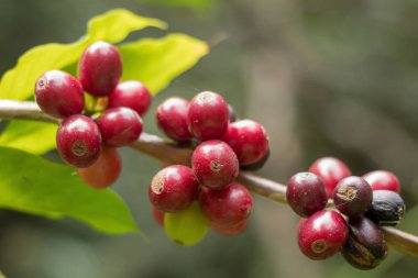 Ağaçta olgunlaşma Arabica kahve çilek görünümü Kapat