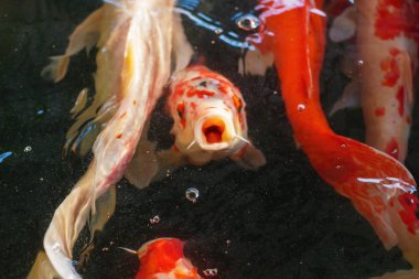 Süslü Carps Koi yüzme su