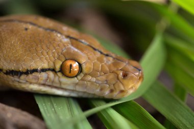Retiküle Python, Boa yılanı yılan görünümü Kapat