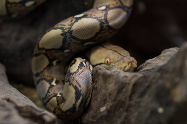 Retiküle Python, Boa yılanı yılan görünümü Kapat