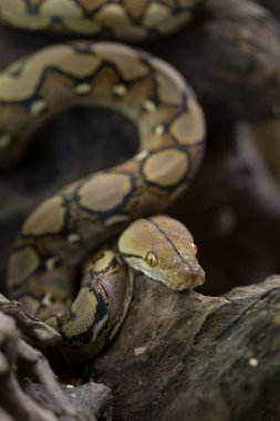 Retiküle Python, Boa yılanı yılan görünümü Kapat