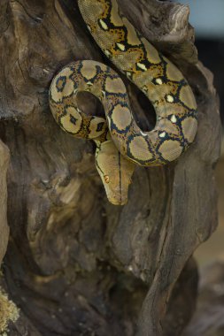Retiküle Python, Boa yılanı yılan görünümü Kapat