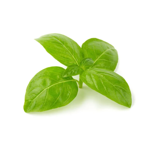 Hojas Albahaca Verde Fresca Aisladas Sobre Fondo Blanco — Foto de Stock