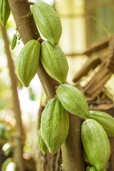 Плоды Какао Дереве — стоковое фото