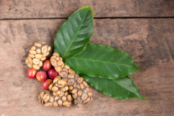 Kopi Luwak Atau Civet Coffee Biji Kopi Diekskresikan Oleh Musang — Stok Foto