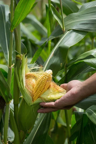 Zöld Mezőben Zöld Kukorica Cob Nézet Bezárása — Stock Fotó