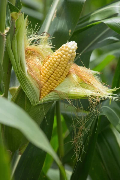 Крупним Планом Вид Зеленого Кукурудзяного Кобу Зеленому Полі — стокове фото