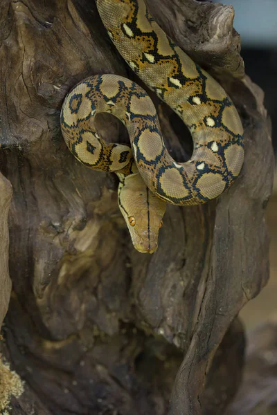 Близкий Обзор Сетчатого Питона Боа Констриктор Змеи — стоковое фото
