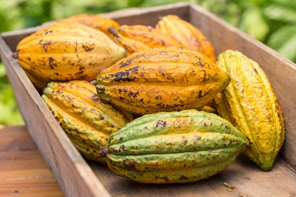 Cacao Fruit Raw Cacao Beans Cocoa Pod Wooden Background — Stock Photo, Image