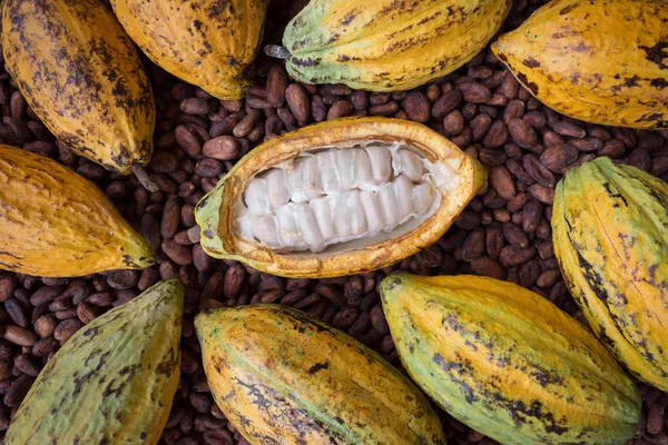 Ripe Cocoa Pod Beans Setup Rustic Wooden Background — Stock Photo, Image