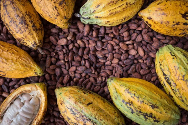 Monodosis Cacao Frijoles Maduros Sobre Fondo Rústico Madera — Foto de Stock