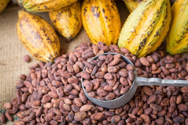 Monodosis Cacao Frijoles Maduros Sobre Fondo Rústico Madera — Foto de Stock