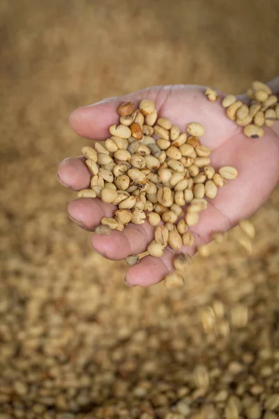 Fresh Raw Dried Coffee Beans Hand Raw Coffee Beans Background — Stock Photo, Image