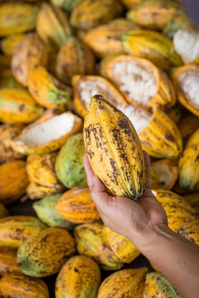 Cacao pod cut open to show cacao beans inside in Thailand.