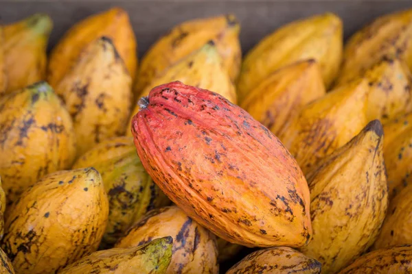 Kakaofrüchte Rohe Kakaobohnen Kakaoschoten Hintergrund — Stockfoto