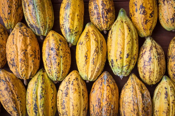 Fruta Del Cacao Granos Cacao Crudos Fondo Vaina Cacao — Foto de Stock