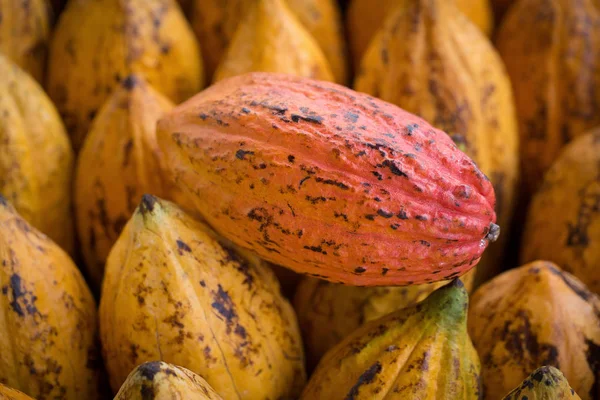 Fruta Del Cacao Granos Cacao Crudos Fondo Vaina Cacao — Foto de Stock