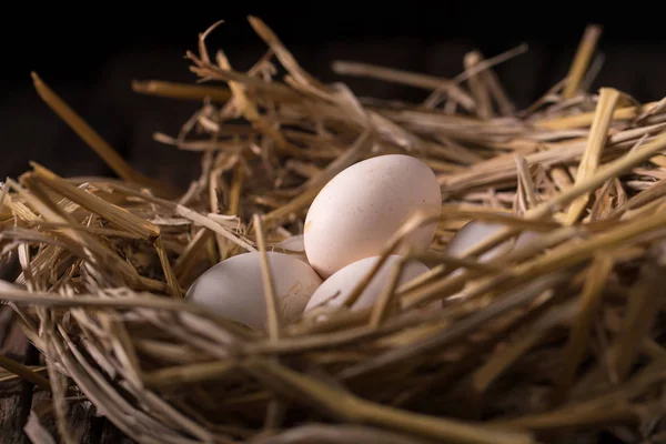 Chicken Eggs Straw Morning Light — Stock Photo, Image