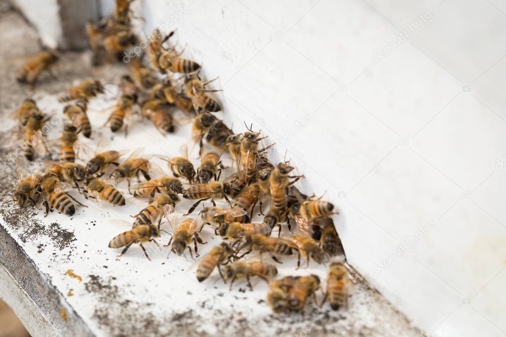 Close view of bees sitting on white bee boxes
