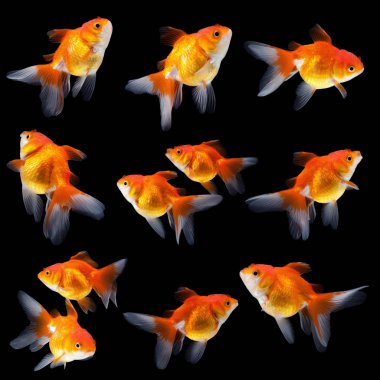 Japon balığı siyah arkaplanda izole edilmiş.