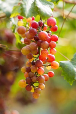 Taze Olgun üzüm şarap alanların asılı