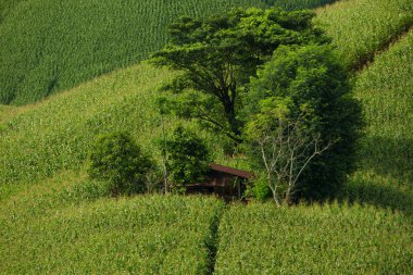 Tarım yeşil mısır alan mavi gökyüzü ile tepe üzerinde
