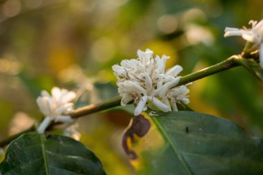 Ağaç, Tayland bakış beyaz çiçek açan bir kahve çiçekler kapatın
