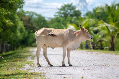 Kırsal Tayland yolda inek