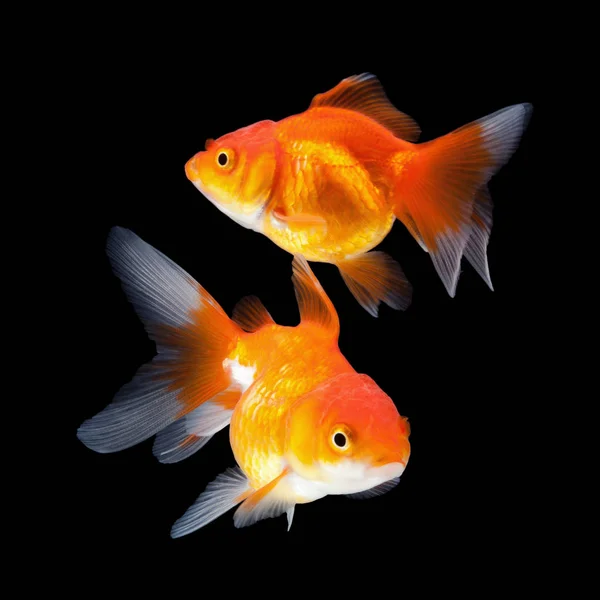 Goldfish isolado no fundo preto — Fotografia de Stock