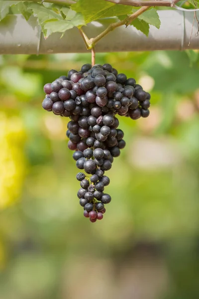 Raisins Frais Mûrs Suspendus Sur Les Champs Vin — Photo