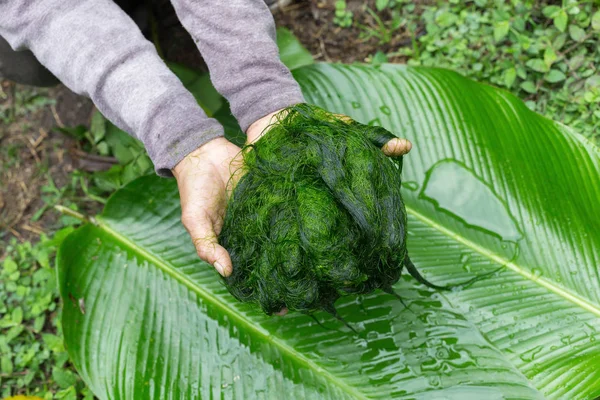 Algues Eau Douce Spirogyra Prêtes Faire Nourriture — Photo