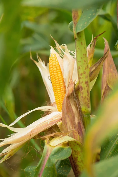 Zöld Mezőben Zöld Kukorica Cob Nézet Bezárása — Stock Fotó