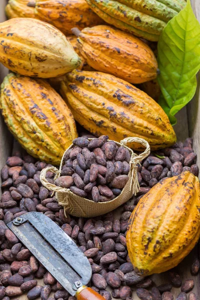 Vainas Cacao Frijoles Maduros Sobre Fondo Rústico Madera — Foto de Stock