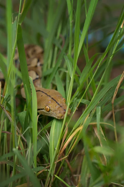 Vista Cercana Boa Snake Hierba Verde — Foto de Stock