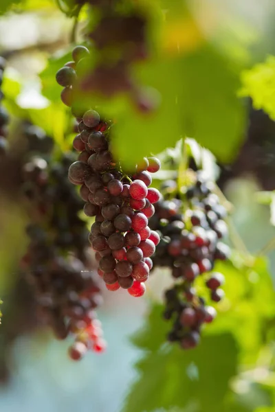Uvas Frescas Maduras Colgando Campos Vino —  Fotos de Stock