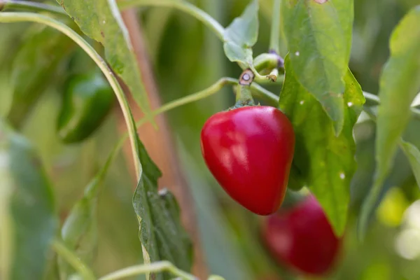 Close View Red Peppers Growing Garden — Stock Photo, Image