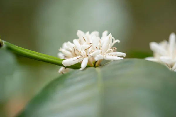 Sluiten Van Weergave Van Bloei Witte Koffie Bloemen Boom Thailand — Stockfoto