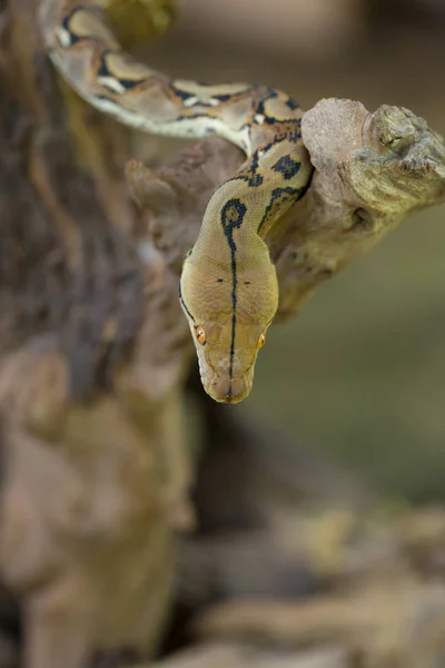 Vista Cercana Pitón Reticulado Serpiente Boa Constrictor — Foto de Stock