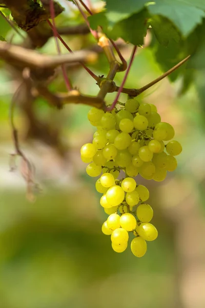 新鮮な熟したブドウ ワイン フィールドにぶら下がっています — ストック写真