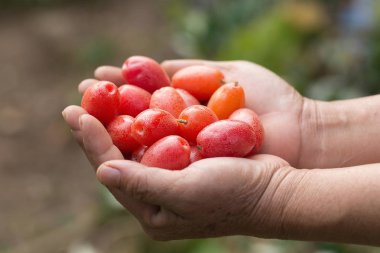 Olgunlaşmış iğde latifolia meyve elinde.