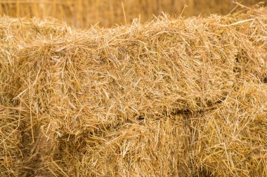 hayvanlar yiyecek arka plan için bardağı taşıran damla yığını