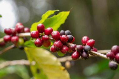 Arabica kahve sapılmak tha kuzeyinde ağaç üzerinde olgunlaşma, kapatmak