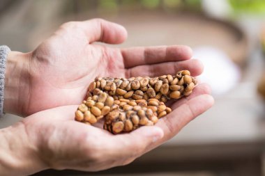 Kopi luwak ya da misk kahve tutan adam