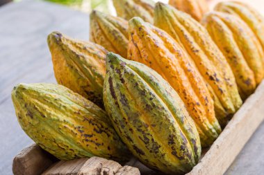 Ham kakao çekirdekleri ve kakao bakla görünümü Kapat