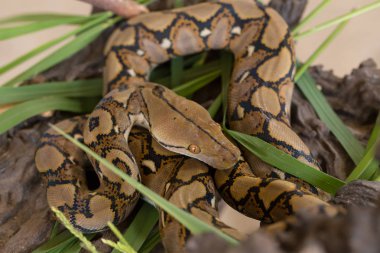 Retiküle python, ağaç dalı Boa Yılanı yılan