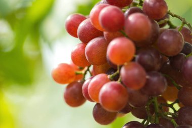 Taze Olgun üzüm şarap alanların asılı