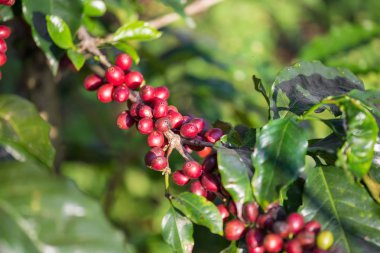 Kuzey Tayland ağaçta olgunlaşma Arabica kahve çekirdekleri