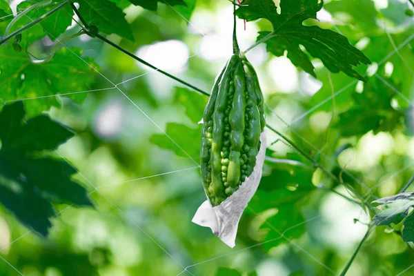 Bittere Komkommer Opknoping Boom Tuin — Stockfoto