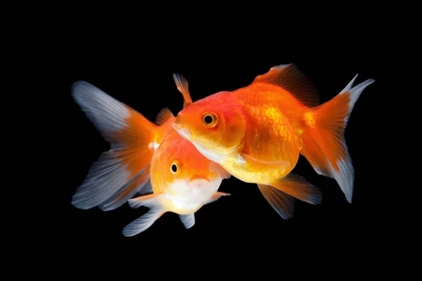 Goldfish isolado no fundo preto — Fotografia de Stock
